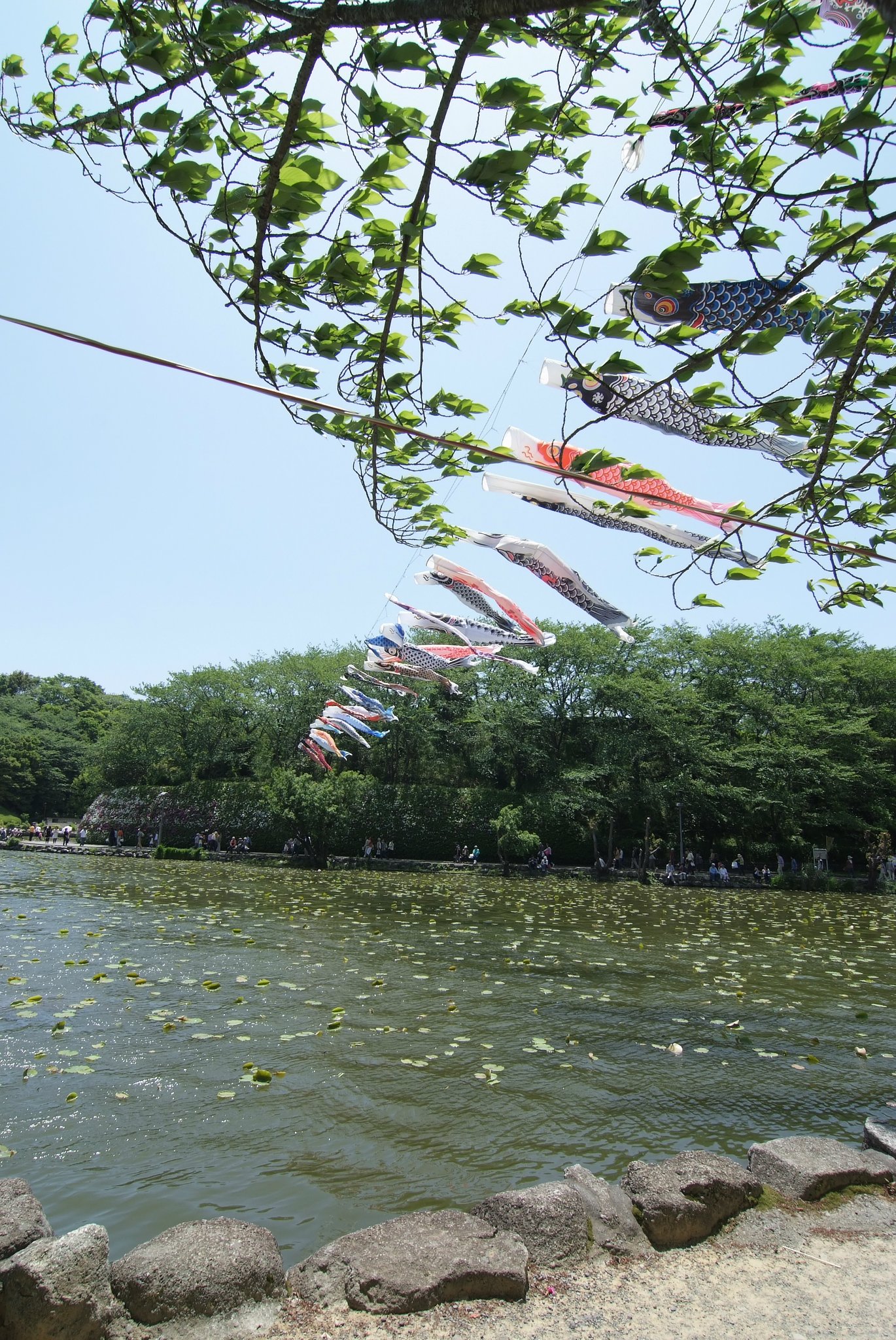 蓮花寺池公園の鯉