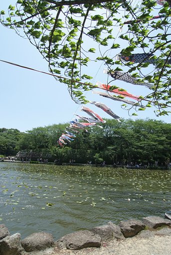 蓮花寺池公園の鯉