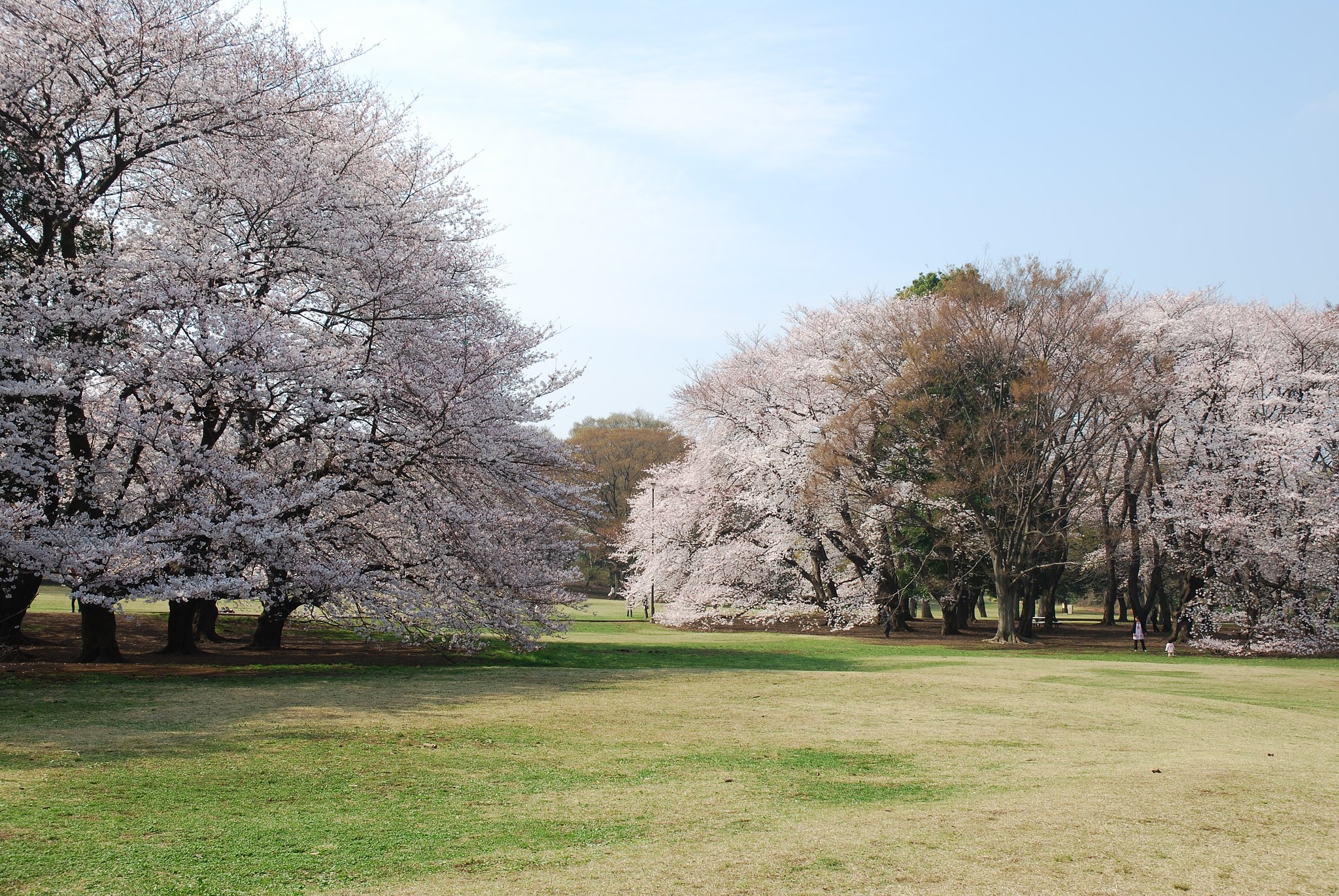 アンヨの稽古