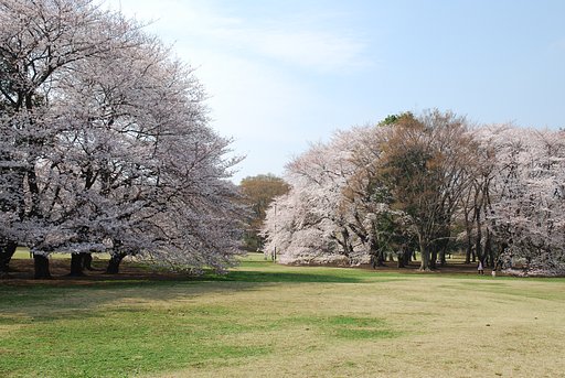 アンヨの稽古