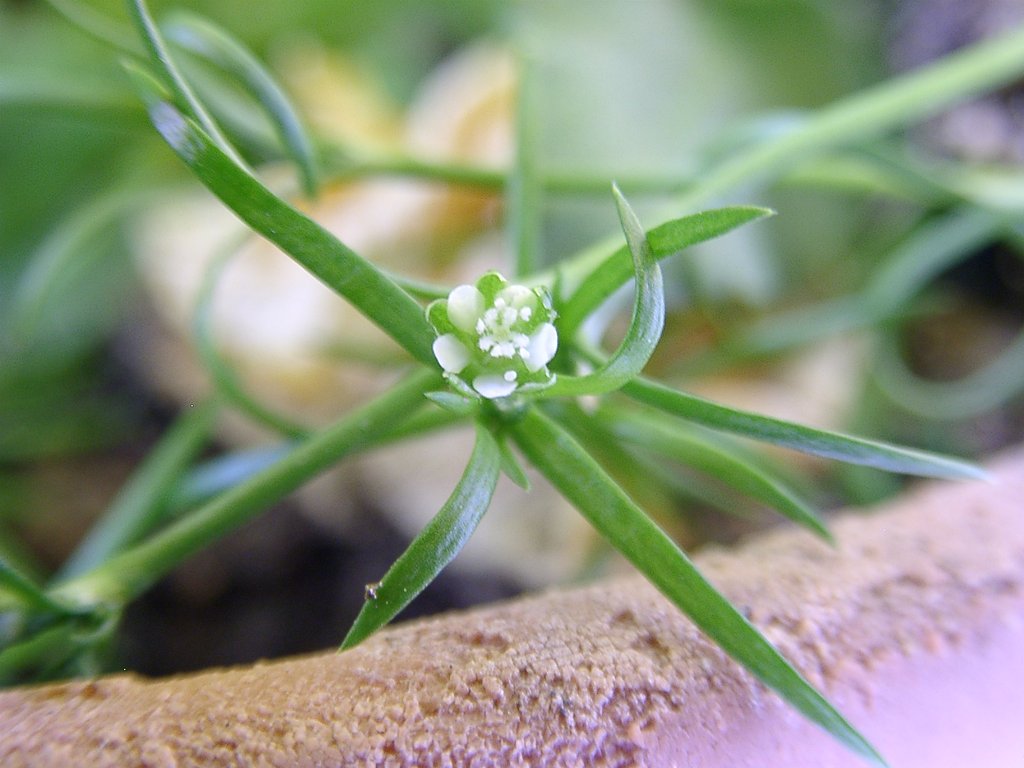 雑草の花