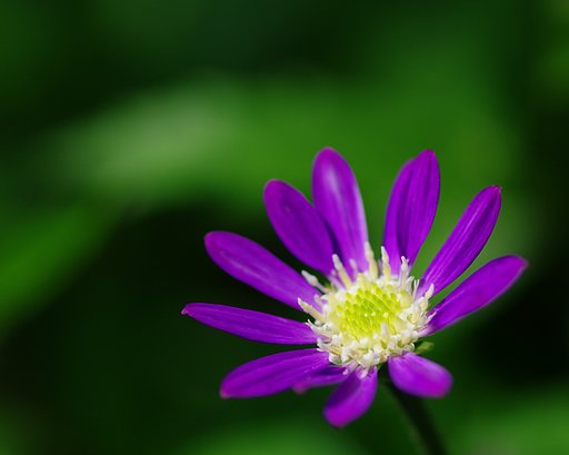 大好きな花