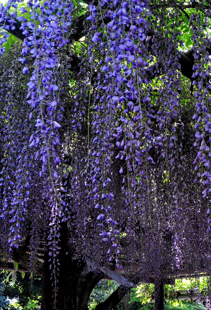 藤の花