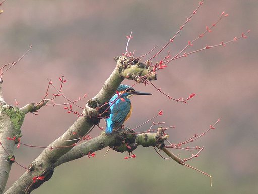 春の新芽と翡翠