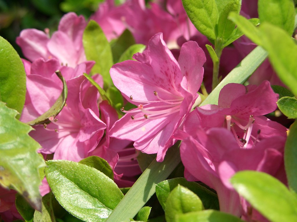庭の花⑩