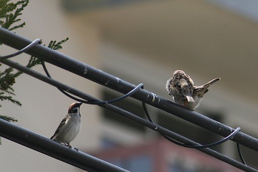 春は恋の時