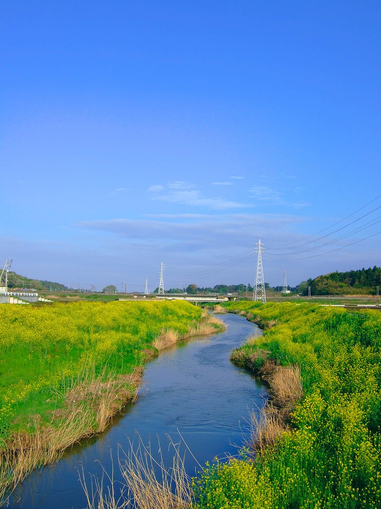 春の小川・・・
