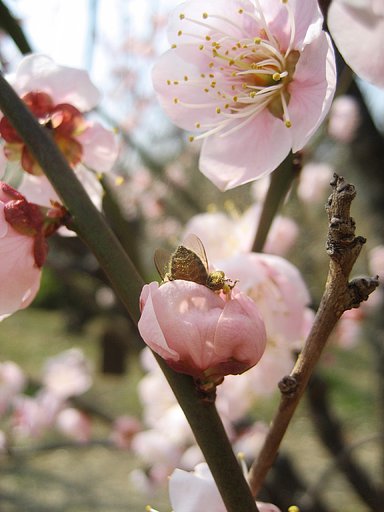 梅に蜜蜂