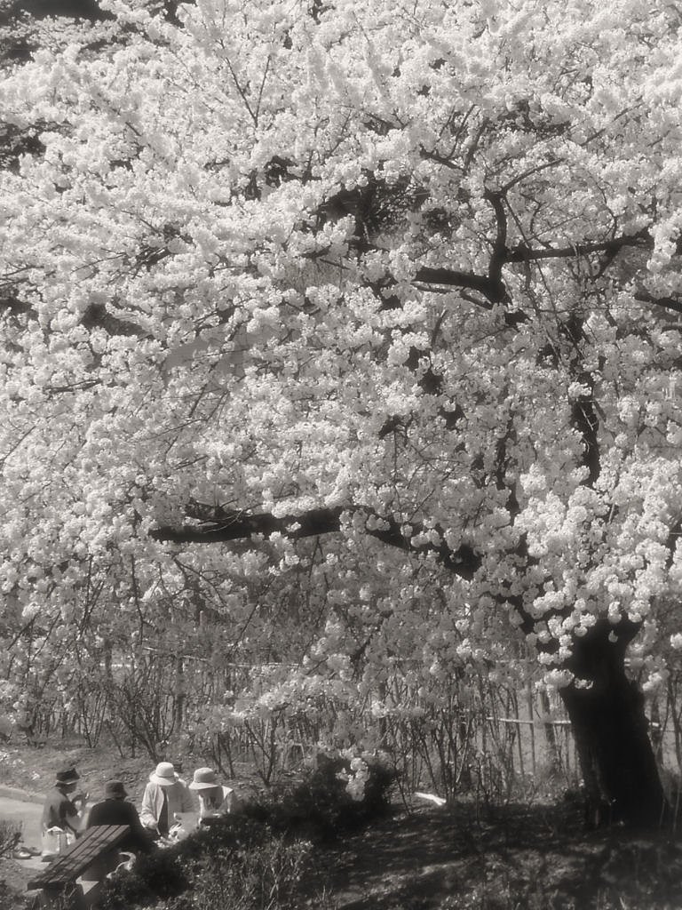記憶の中のいつか見た春