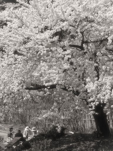 記憶の中のいつか見た春