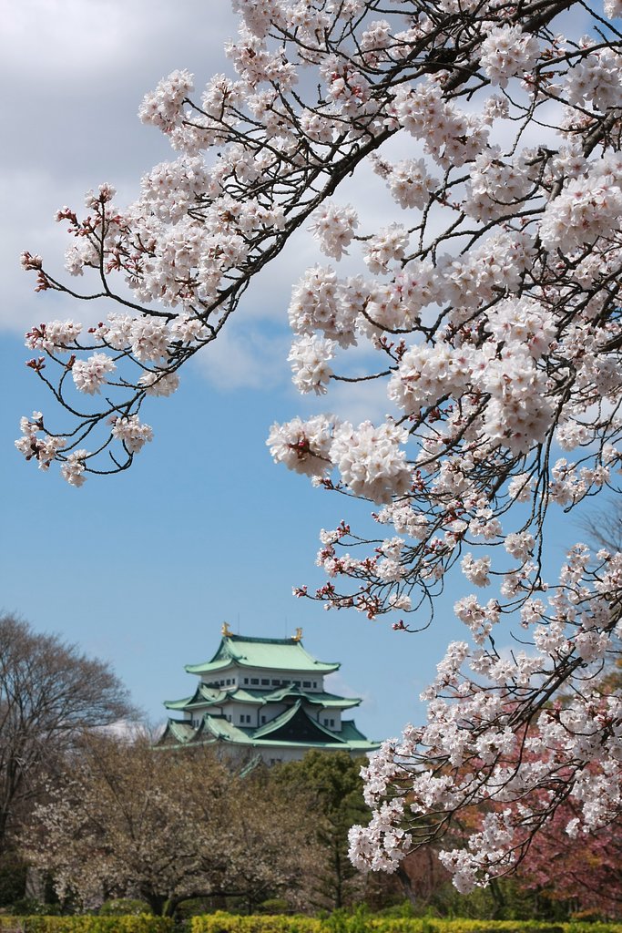 桜満開