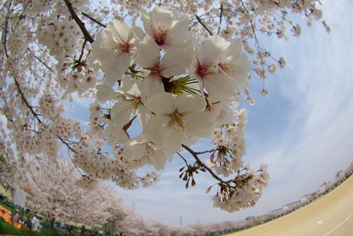 満開
