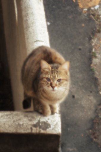 春の野良