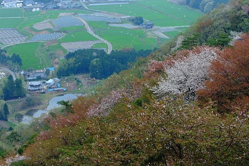 舞う