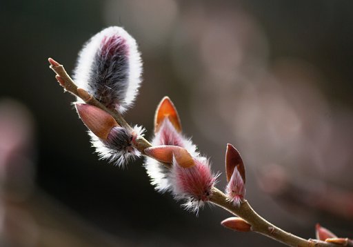 帽子を脱いで…春
