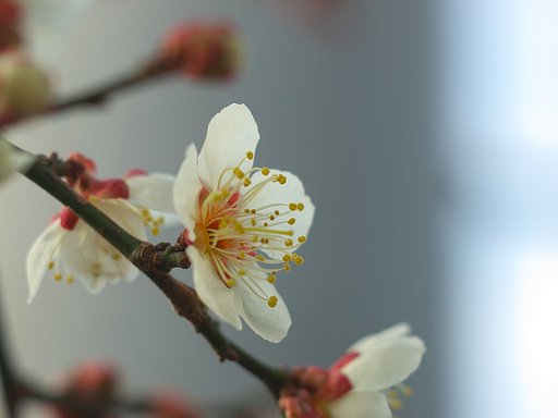 我が家の白梅・・