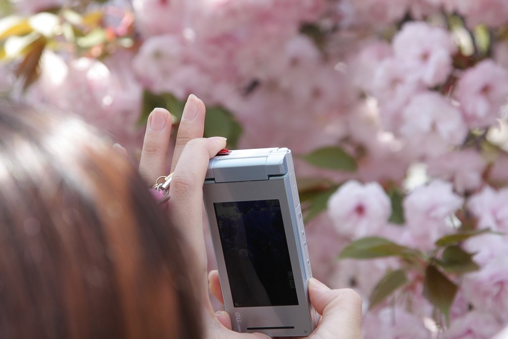 桜撮る