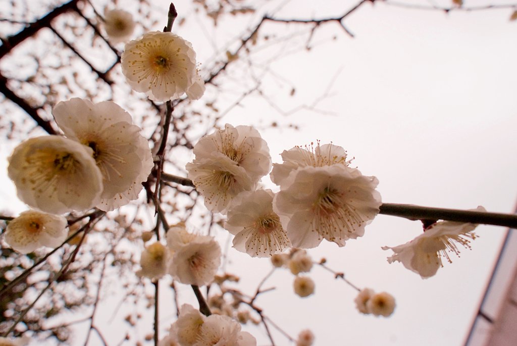白梅