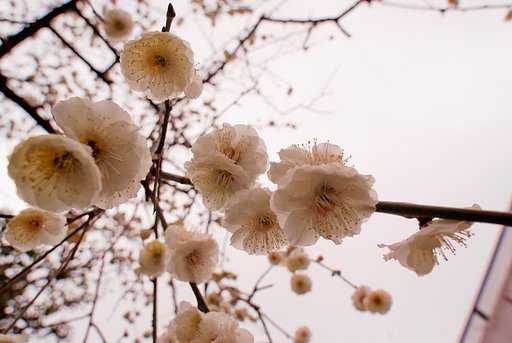 白梅