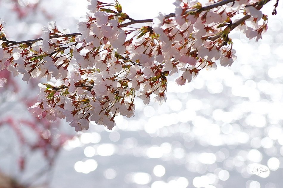 桜祭りの湖にて