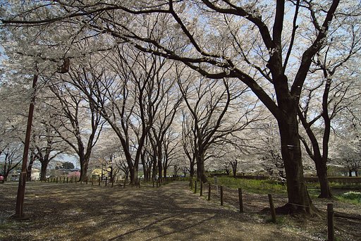 さくらの園#2