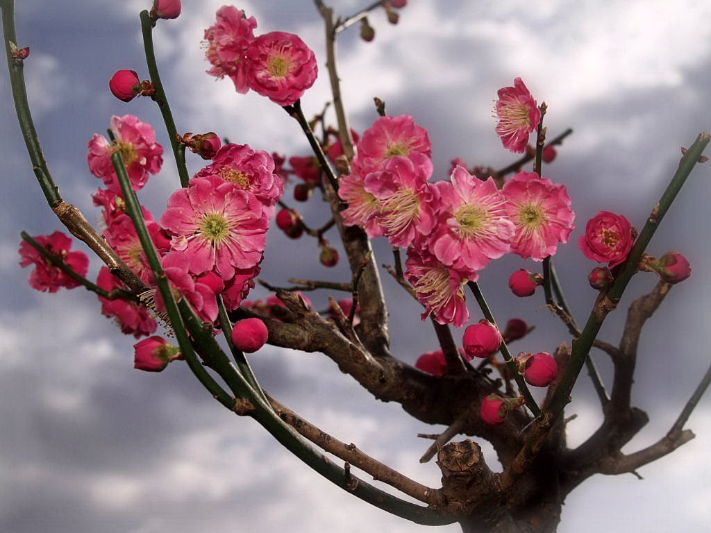 鉢植えの梅
