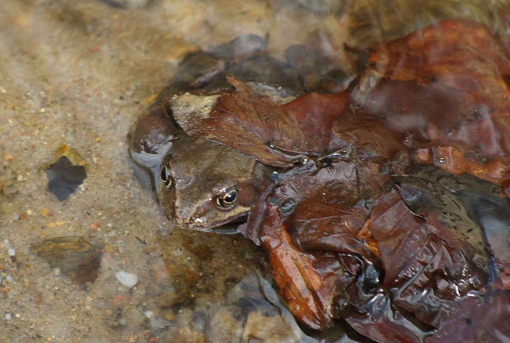 Frog the cold.