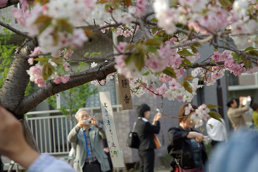 花見見物