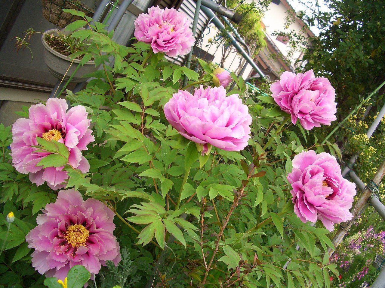 藤染衣