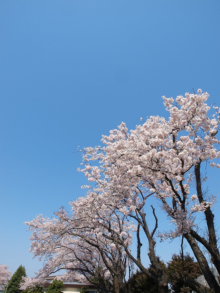 桜