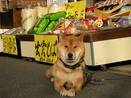 どうぞよろしくお願いします
