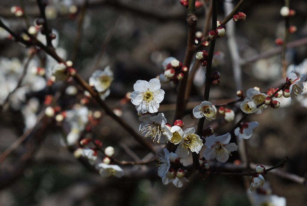 Summicron 90F2