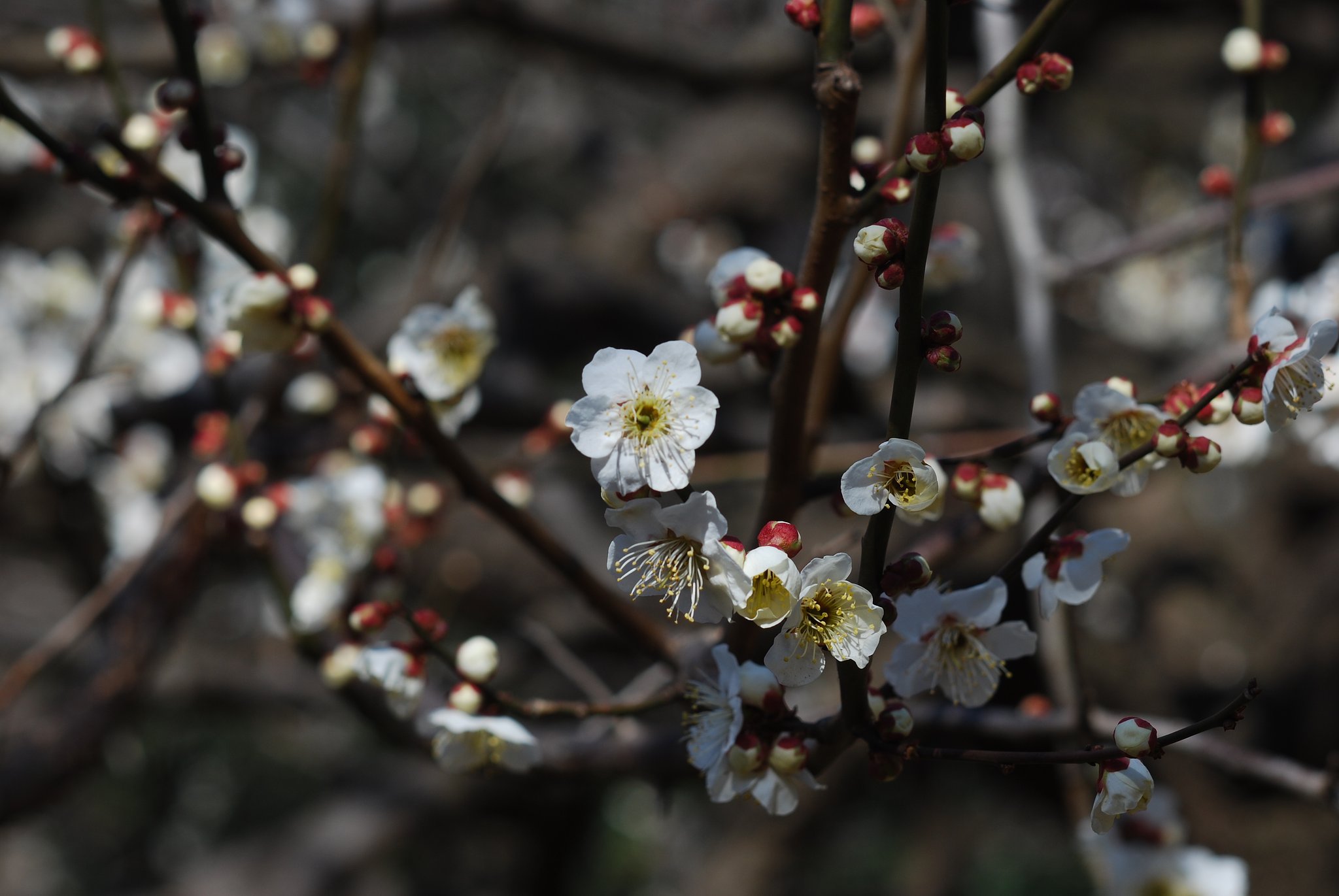 Summicron 90F2