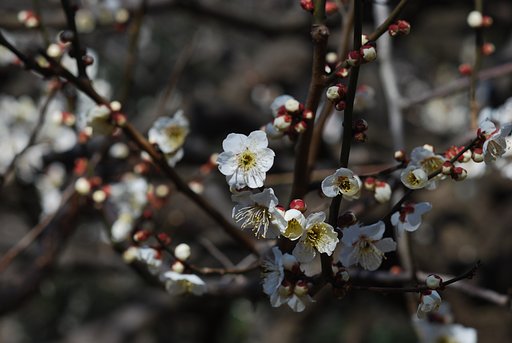 Summicron 90F2