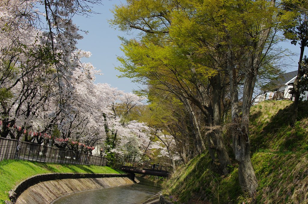 桜から新緑へ