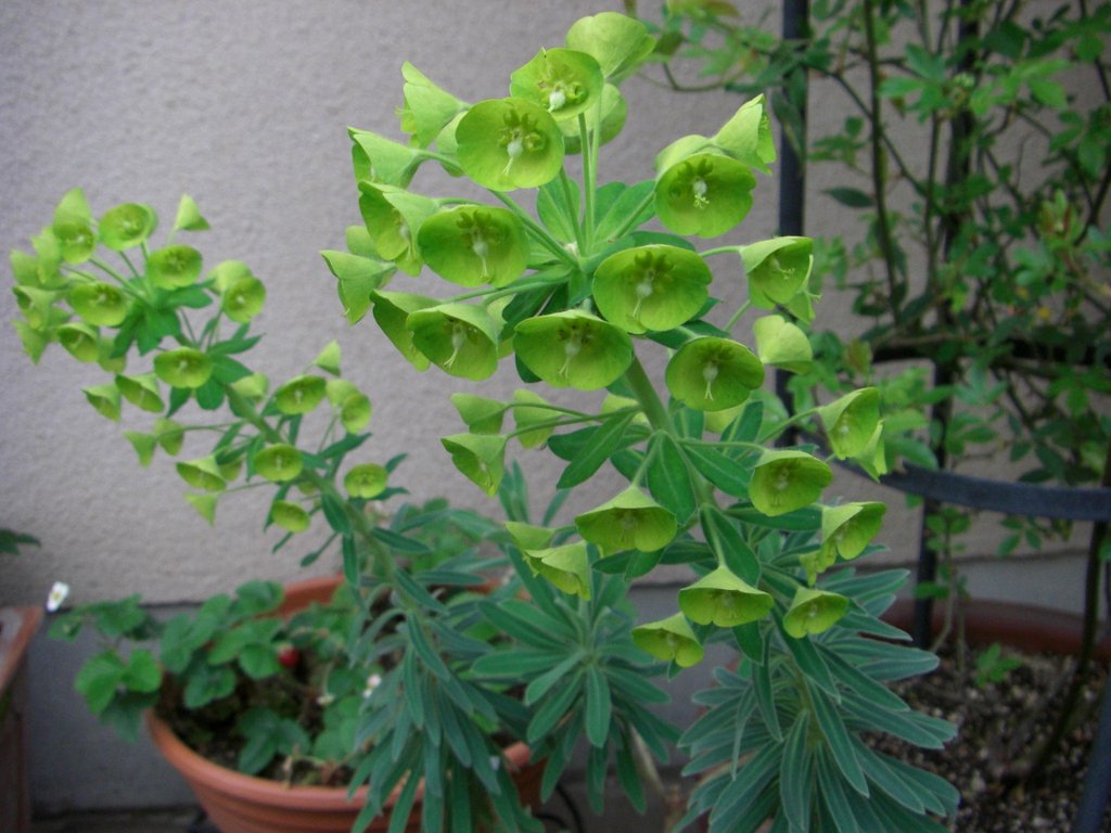 花の名前を教えて！