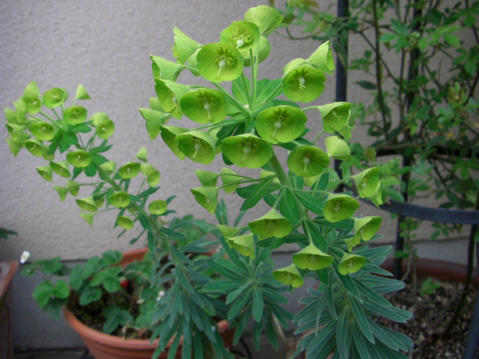 花の名前を教えて！