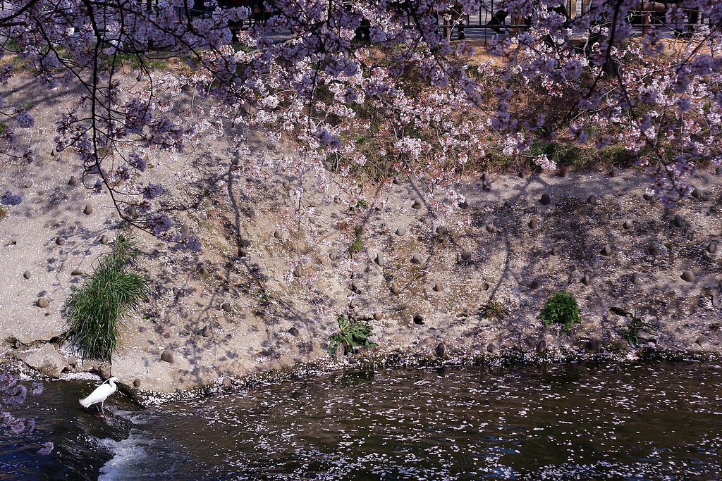 【緑】の草とさくらに白鷺