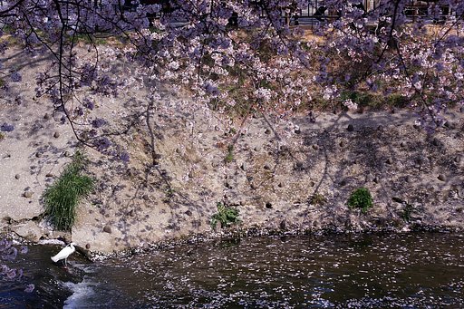 【緑】の草とさくらに白鷺