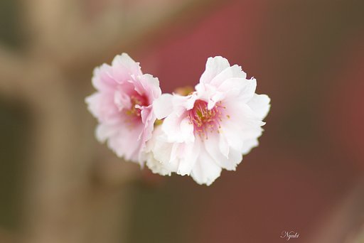 【締】寄り沿い