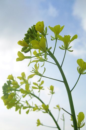 菜の花見上げて