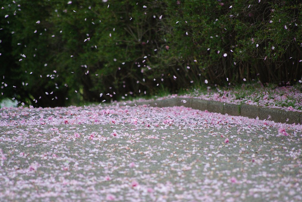 花吹雪