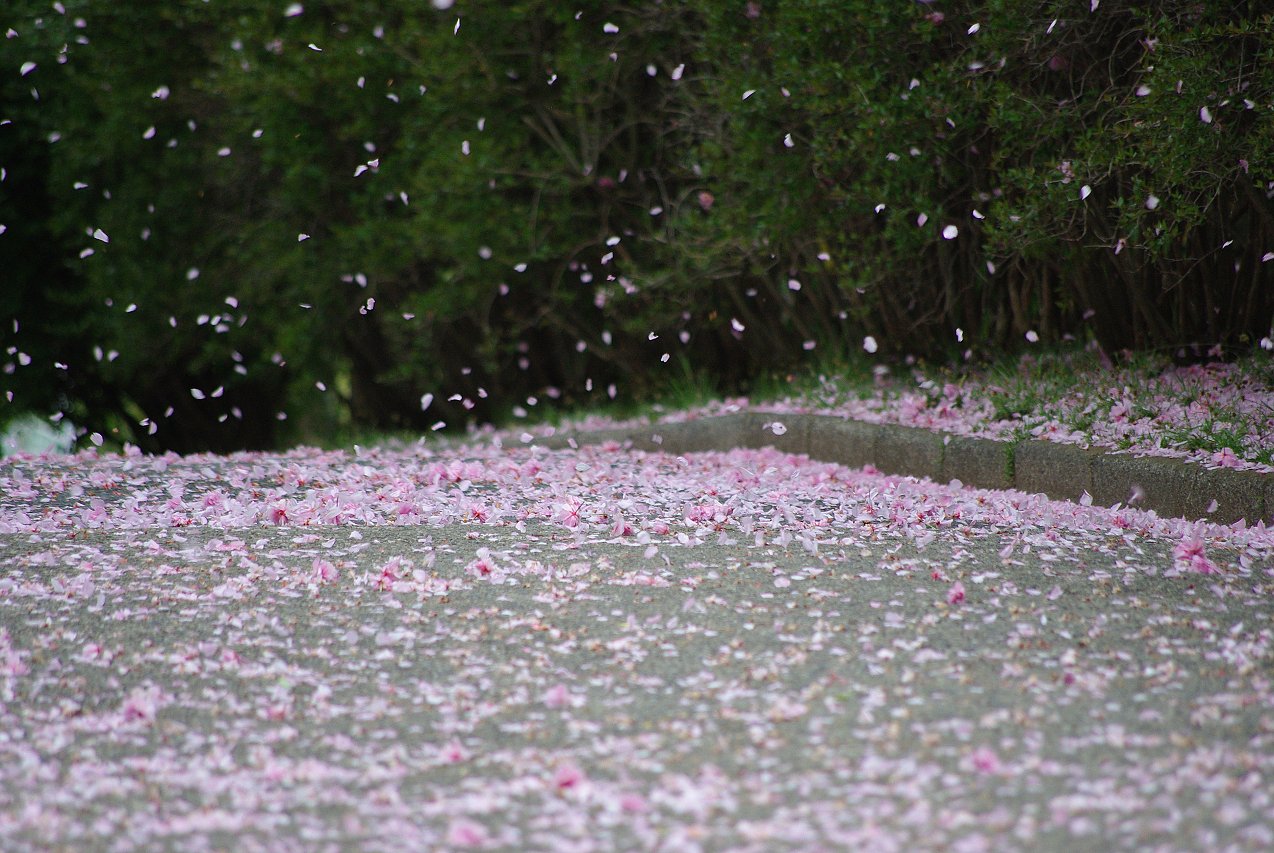 花吹雪