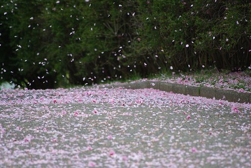 花吹雪