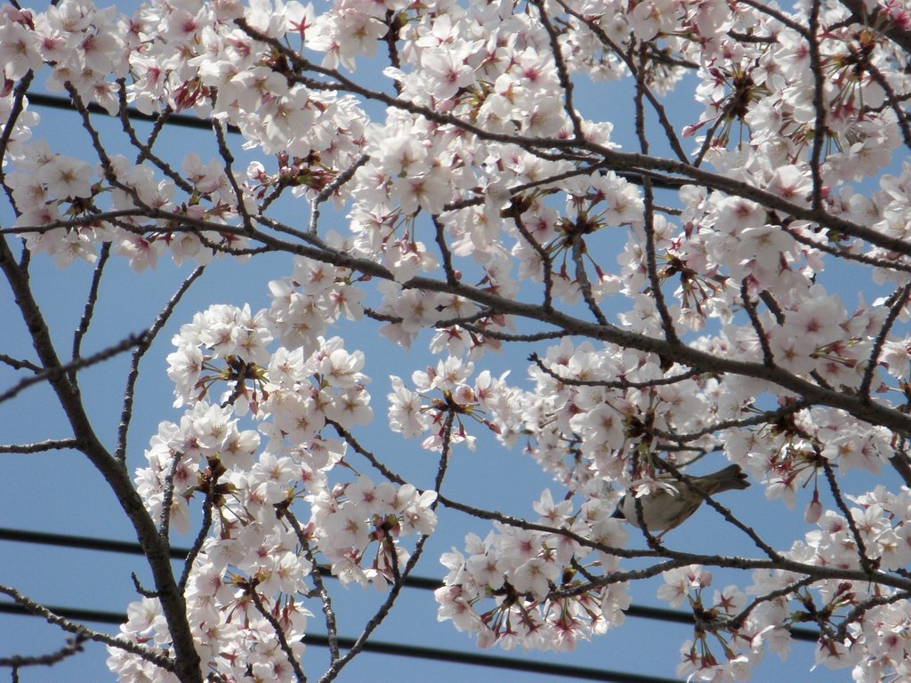 サクラの花にスズメ