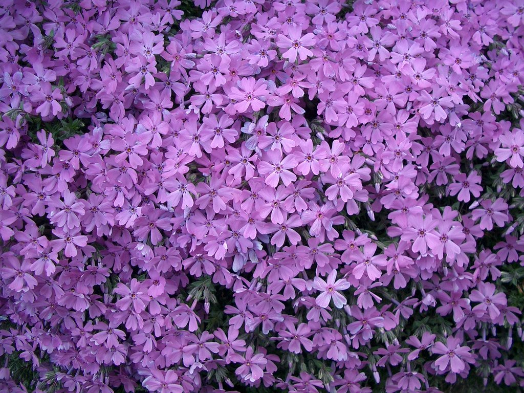 〜芝桜〜