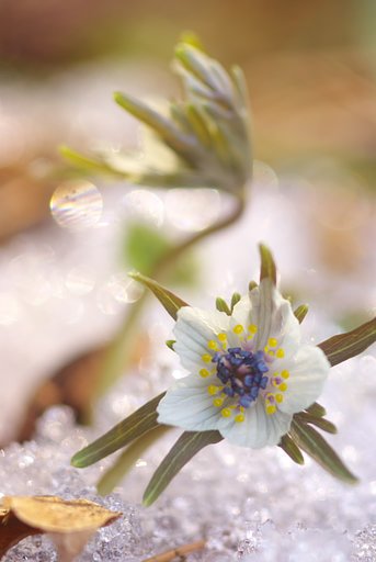 雪中節分草