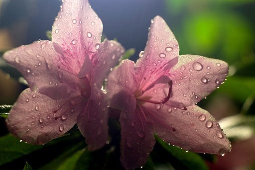 「緑」雨に打たれる不眠気味のツツジ
