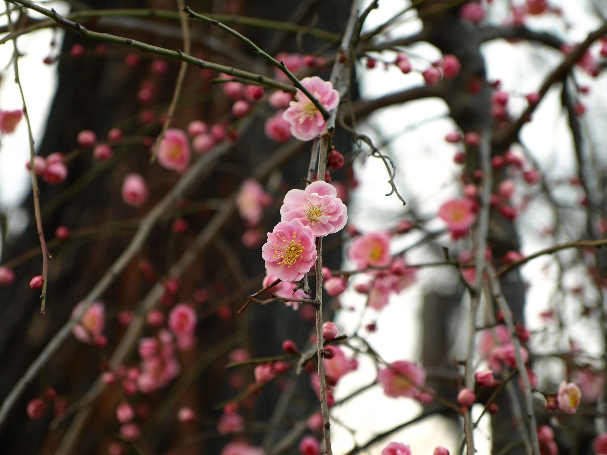 梅の花２