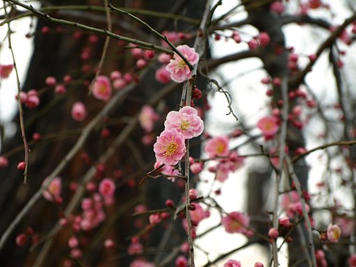 梅の花２